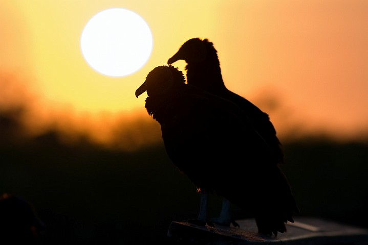 Rabengeier Coragyps atratus Black Vulture